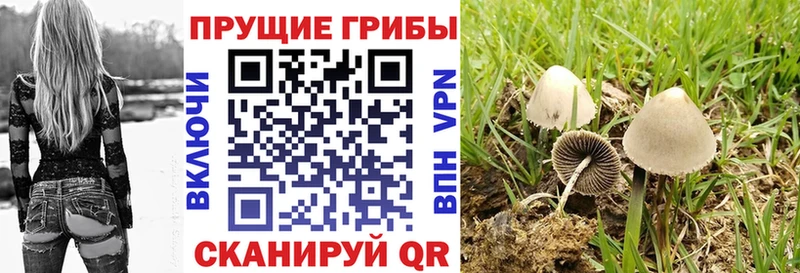 Псилоцибиновые грибы мицелий  Ильский 